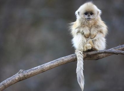 1992年12月出生屬猴人婚姻怎么樣?(圖文)