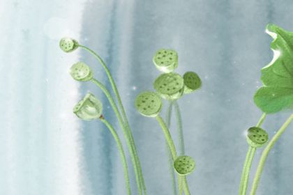 家里養(yǎng)什么植物既招財(cái)又旺宅(圖文)