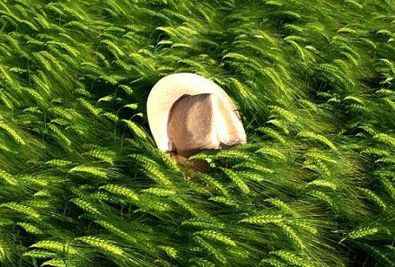 生肖虎貴人是什么屬相?屬虎人的貴人屬相一覽?(圖文)