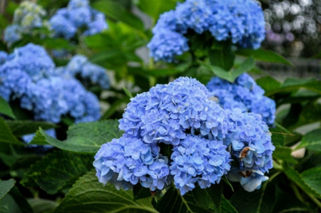 2019年七月初七七夕節燒香祈福好不好,2019年七夕是幾月幾日?(圖文)