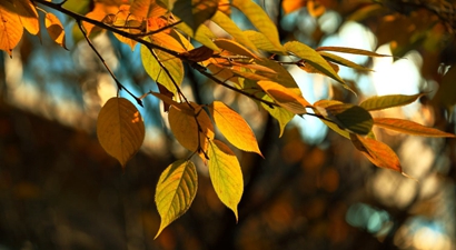 2019年農歷八月十一黃歷是理發剪頭發的好日子嗎?(圖文)