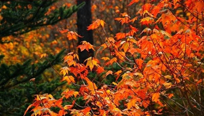 2019年農歷七月有什么節氣 二十四節氣對照表(圖文)