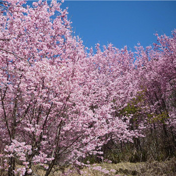 雙子座男人得不到心愛的女人會怎樣(圖文)