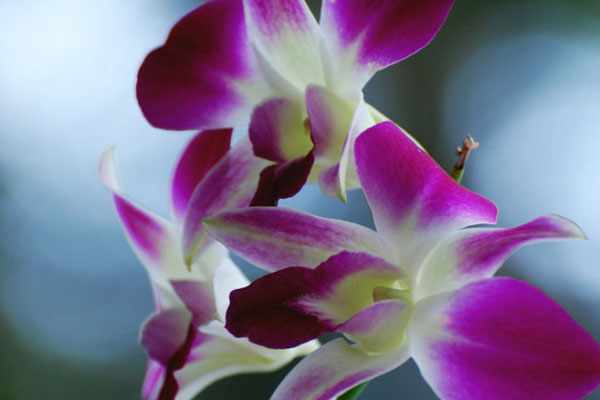 “國際章”章子怡面相分析(圖文)