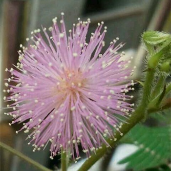 雙子座究竟為什么成為廚房殺手(圖文)