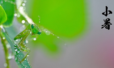 2019年小暑日子好不好？小暑是幾月幾日星期幾？(圖文)