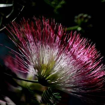 雙子座下輩子會選擇哪個星座(圖文)