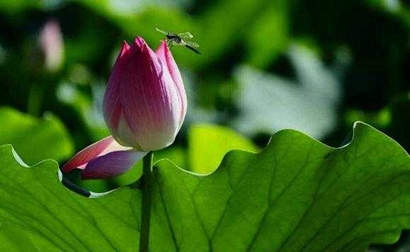 小暑吃什么傳統食物 小暑吃芒果有什么好處？(圖文)