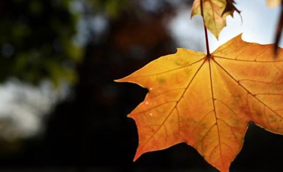 立秋無雨樣樣有 立秋有雨半秋收是什么意思？(圖文)