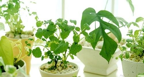 辦公室的風(fēng)水?dāng)[件擺放有什么講究？(圖文)