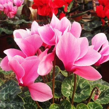 雙子座男生出門會幫女朋友拎包嗎(圖文)