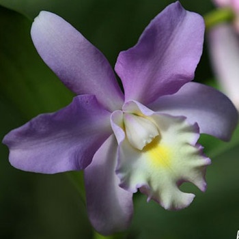 巨蟹座喜歡上同性有勇氣出柜嗎(圖文)