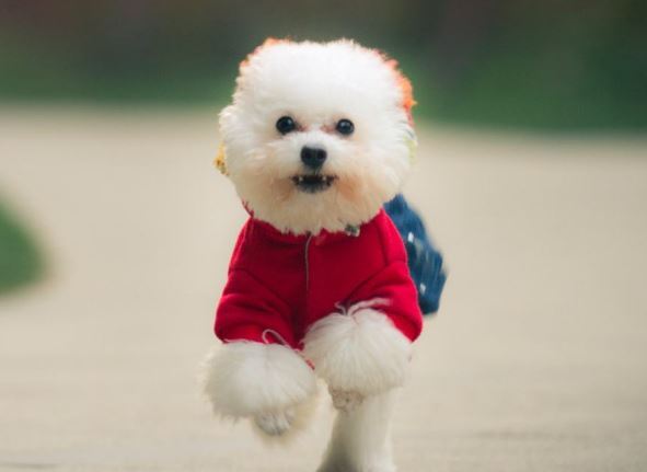 屬狗2020年運(yùn)勢及運(yùn)程