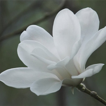 雙子座應(yīng)該忘掉哪些人(圖文)