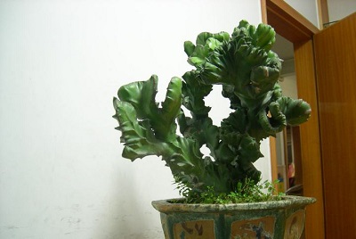 麒麟植物風(fēng)水作用是什么?(圖文)