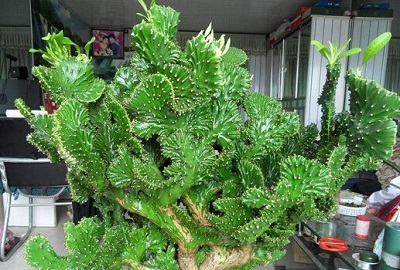 麒麟植物風(fēng)水作用是什么?(圖文)