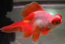 養魚養幾條好關于風水