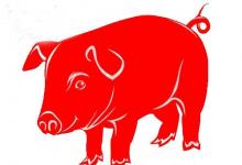 看生肖屬豬的人2020年運勢