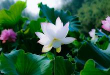 暑伏是怎么計算的?大暑吃什么養生?