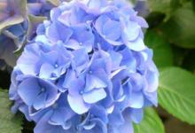 男鼠女龍結婚好嗎？1984年男鼠配1988年女龍好不好？