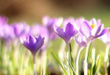 相學著作《太清神鑒》詳解(卷三)