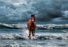 屬馬的幾點出生優秀命?