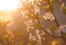 2019年八一建軍節是祭祀上墳的黃道吉日嗎?