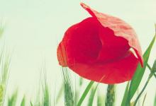 生肖配對屬兔和屬羊適合做夫妻嗎