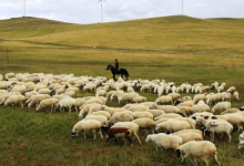 2003年屬羊的是什么命,03年出生的羊五行屬什么