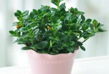 辦公室的植物擺放風水要怎么擺