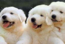 八字看你是否適合養(yǎng)寵物