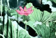 2019年六月初五小暑日子是不是吉日,小暑安葬逝者好嗎?