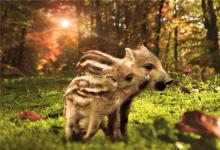 屬豬的本命佛詳解