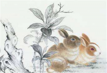 屬兔人養(yǎng)什么花旺財(cái)又轉(zhuǎn)運(yùn)