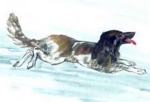 屬狗人2019年5月份運勢詳解-融入生活,隨心而行