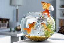 養魚有什么講究養幾條好