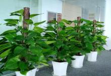 綠蘿擺放風水作用和禁忌