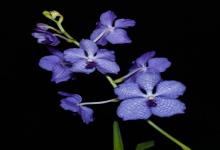 雙子座男生經(jīng)常約你代表什么