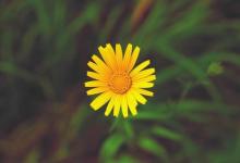 2019年豬年出生季姓女孩怎么樣起名字 季姓女孩好名推薦