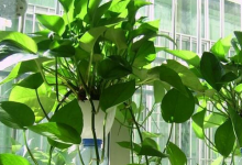 綠蘿下垂對財運好不好 太濃密影響財運