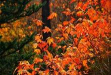 2019年農(nóng)歷七月有多少天 農(nóng)歷七月為何不宜結(jié)婚訂婚?