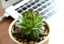 辦公室綠植擺放的風水和位置