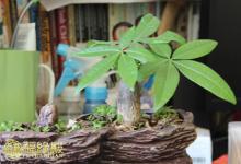 解析:臥室放什么植物風(fēng)水好