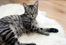 家里進貓是吉還是兇,該怎么化解