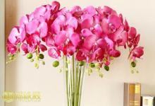 解析:客廳放什么花好招財