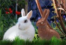 屬兔2020年運勢及運程今年幸運數(shù)字