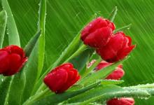 癸水生于申月如何取用神