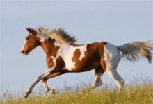 66年屬馬人哪年運(yùn)勢不好,牛年變得失利