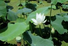 媽媽屬牛孩子屬雞好不好 是相合還是相沖