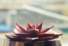 屬兔的幾點出生命優秀 屬兔出生時辰的命運